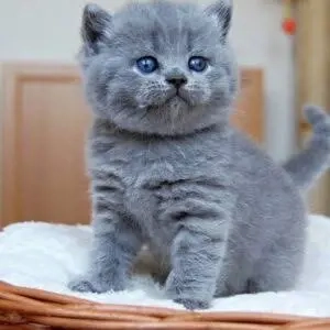 KOSTENLOS BKH Kitten. Verfügbar für ein liebevolles Zuhause 