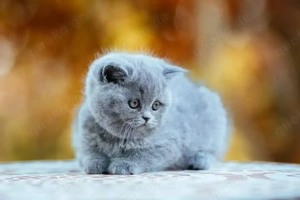 BKH Kitten (Britisch Kurzhaar Kätzchen)
