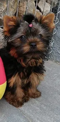 Mini Yorkshiere Terrier Reinrasig Mädchen 