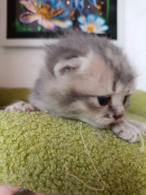 kitten Mädchen blue golden shadet lilack BRY 12