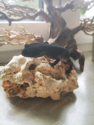 Wunderschönes Black Night Weibchen, Leopardgecko BN Bild 5