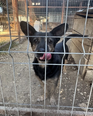 Max L ca. 30 cm   klein, aber oho