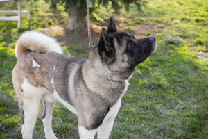 Chip-Nr. 141584 - Der freundliche, soziale Akita Mix sucht eine hundeerfahrene Familie