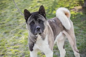 *PICUS* - Der freundliche, leinenführige Akita Mix mit kleinem Handicap muss erst Vertrauen aufbauen