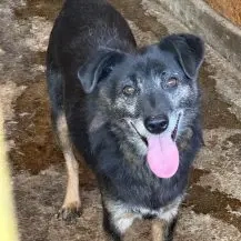 Enrico ca. 45 cm   sucht besondere Menschen