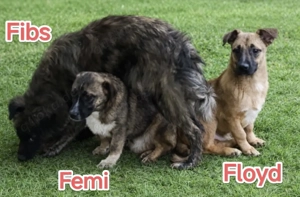 Fibs sucht ein liebevolles Zuhause für immer Bild 3