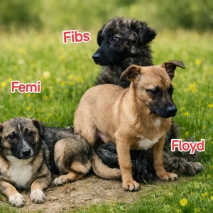 Floyd sucht ein Zuhause für immer