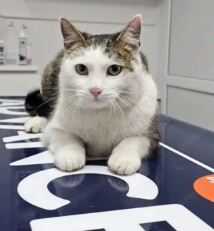 Jonny Stattlicher Kater sucht tolle Familie (Freigänger)