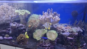 Meerwasser Aquarium Inhalt nur komplett  Bild 2