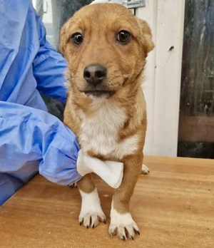 Bildhübsches Welpenmädchen Bonnie