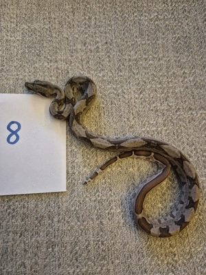 boa constricto Imperator 