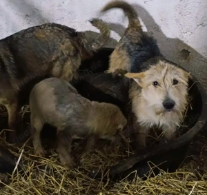 SOS - Junis sucht ein liebevolles Zuhause Bild 10