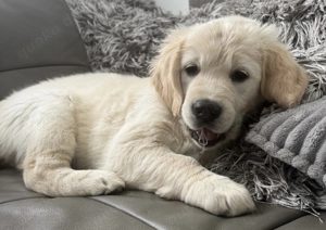 Golden Retriver Welpen