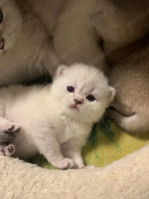 Zuckersüßes BKH Baby Mädchen sucht liebevolles Zuhause!