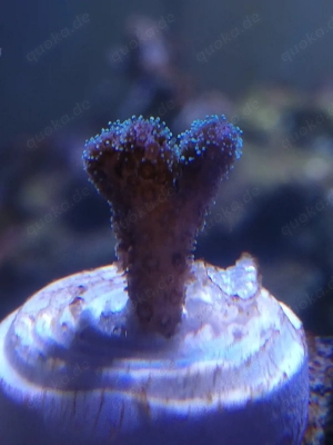 Meerwasser 2x Poccilopora SPS 