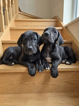 Deutsche Dogge Welpen 