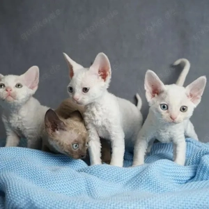 Devon Rex Kätzchen, Jungen und Mädchen 