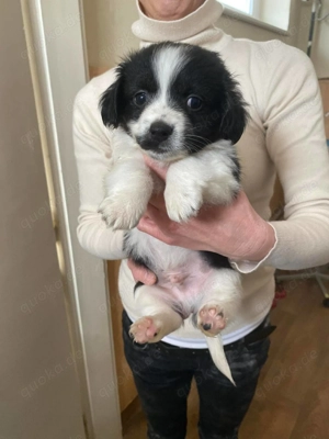 Mango, zzt. in Ungarn, ist ein typischer Welpe.