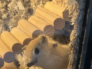 Mäuse Renner Jungtiere zu verkaufen 