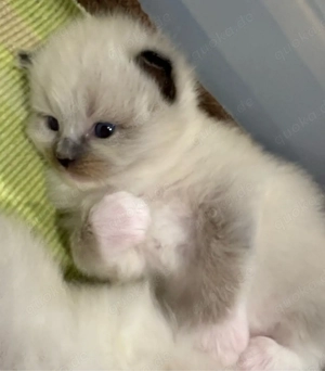 Ragdoll Katzenbabys