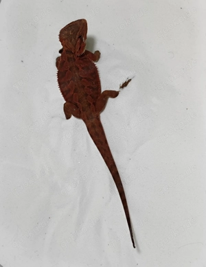 Bartagame Trans Leather Poss. Het Hypo Male