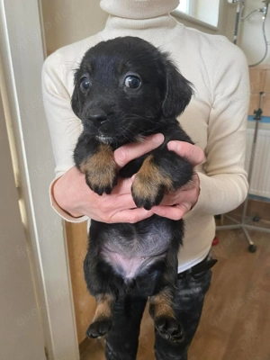  Maracuja, zzt. in Ungarn, ist ein typischer Welpe