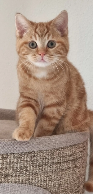 Roter Kater sucht ein neues zu Hause. 