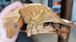 Kronengecko Weibchen adult