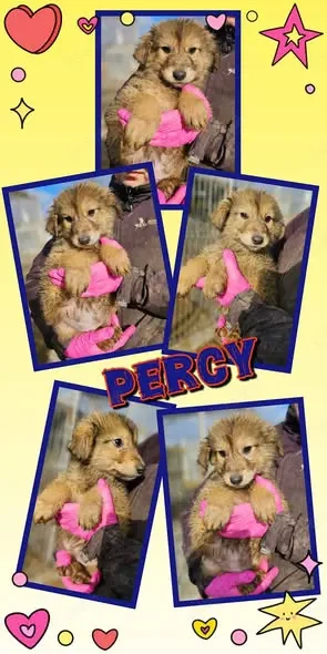 wunderschöner Welpenjunge "Percy" sucht ein liebevolles neues Zuhause 