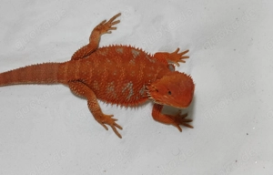 Bartagame Hypo Poss.Het Trans Male