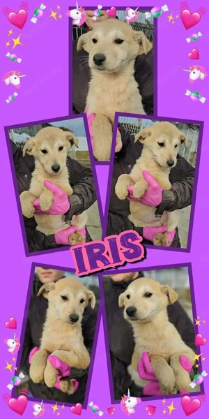 zuckersüßes Welpenmädchen "Iris" sucht ein liebevolles neues Zuhause
