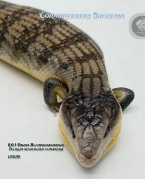 Sunda Blauzungenskink, Teliqua scincoides chimaera.