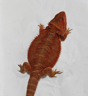 Bartagame Poss. Het Hypo Poss. Het Trans Female