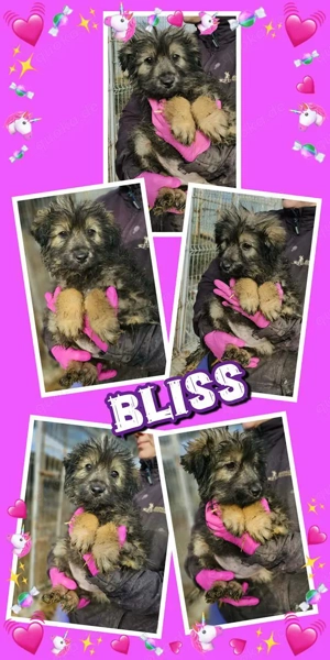 bezauberndes Welpenmädchen "Bliss" sucht ein liebevolles neues Zuhause 