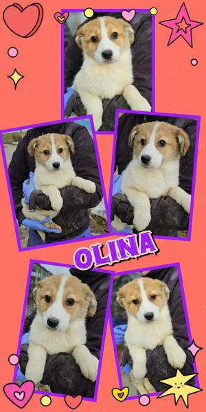 bezauberndes, wunderschönes Welpenmädchen "Olina" sucht ein liebevolles Zuhause