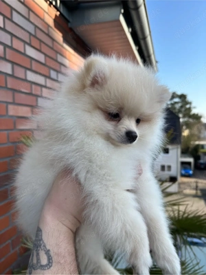 Pomeranian Zwergspitz Welpen