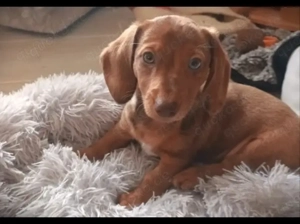 Wunderschöne Dackelwelpen