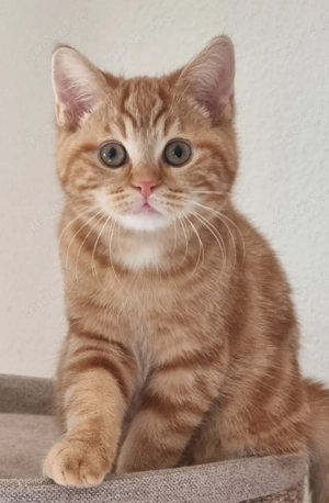 Süßes Kätzchen sucht ein neues zu Hause. 