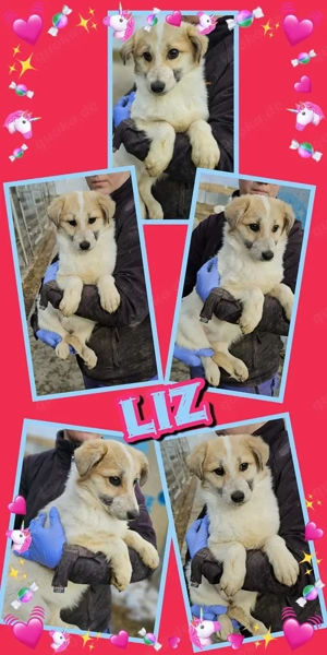 zuckersüßes Welpenmädchen "Liz" hast Du ein Körbchen für mich frei?