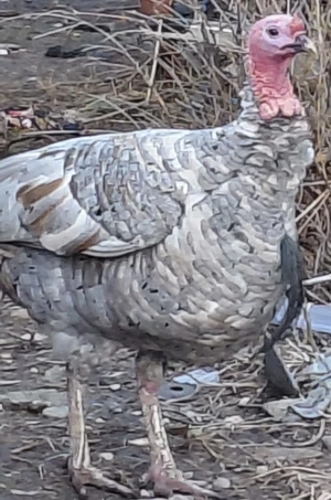 Thruthahn  aus Hobbyzucht 