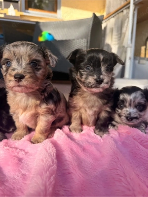 Exklusive Maltipoo   Chihuahua Welpen aus verantwortungsvoller Familienaufzucht 