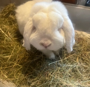Weißes Kaninchen männlich
