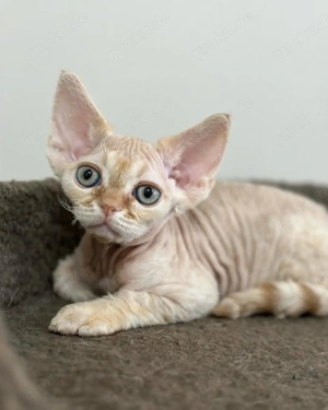 Gesunde und bezaubernde Devon Rex-Kätzchen, männlich und weiblich