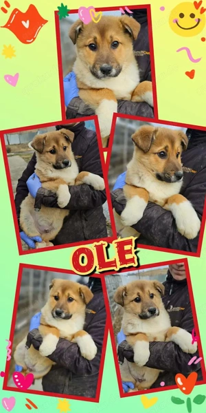 wunderschöner Welpenjunge "Ole" sucht ein neues liebevolles Zuhause