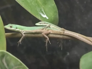 SUCHE: 0.x.0 Takydromus smaragdinus 