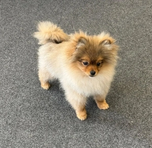 Zwergspitz Pomeranian wunderschöner Rüde in Wolf Salbe