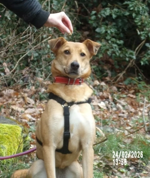 Sanfte Fidschi sucht sicheren Hafen