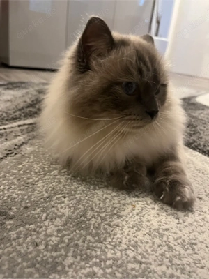 Süßes Ragdoll Katze Geboren am 9.07.2024 