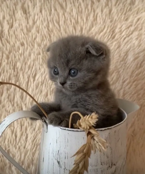 Reinrassige Britisch Kurzhaar (BKH) Kitten suchen ein liebevolles Zuhause