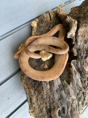 Corallus hortulanus, Gartenboa